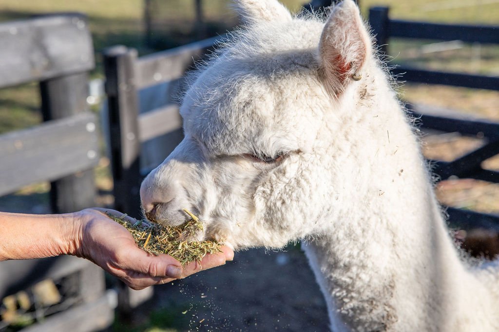 CricklewoodFarmStay8-9-25-60